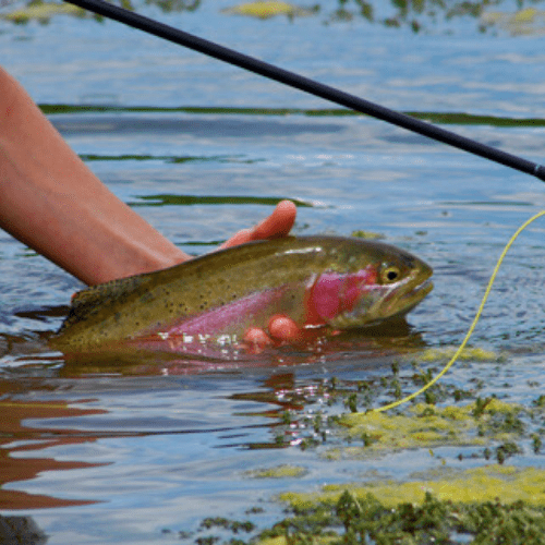 Fishing Fishing