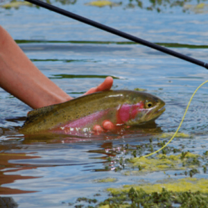 Sun Valley Fly Fishing